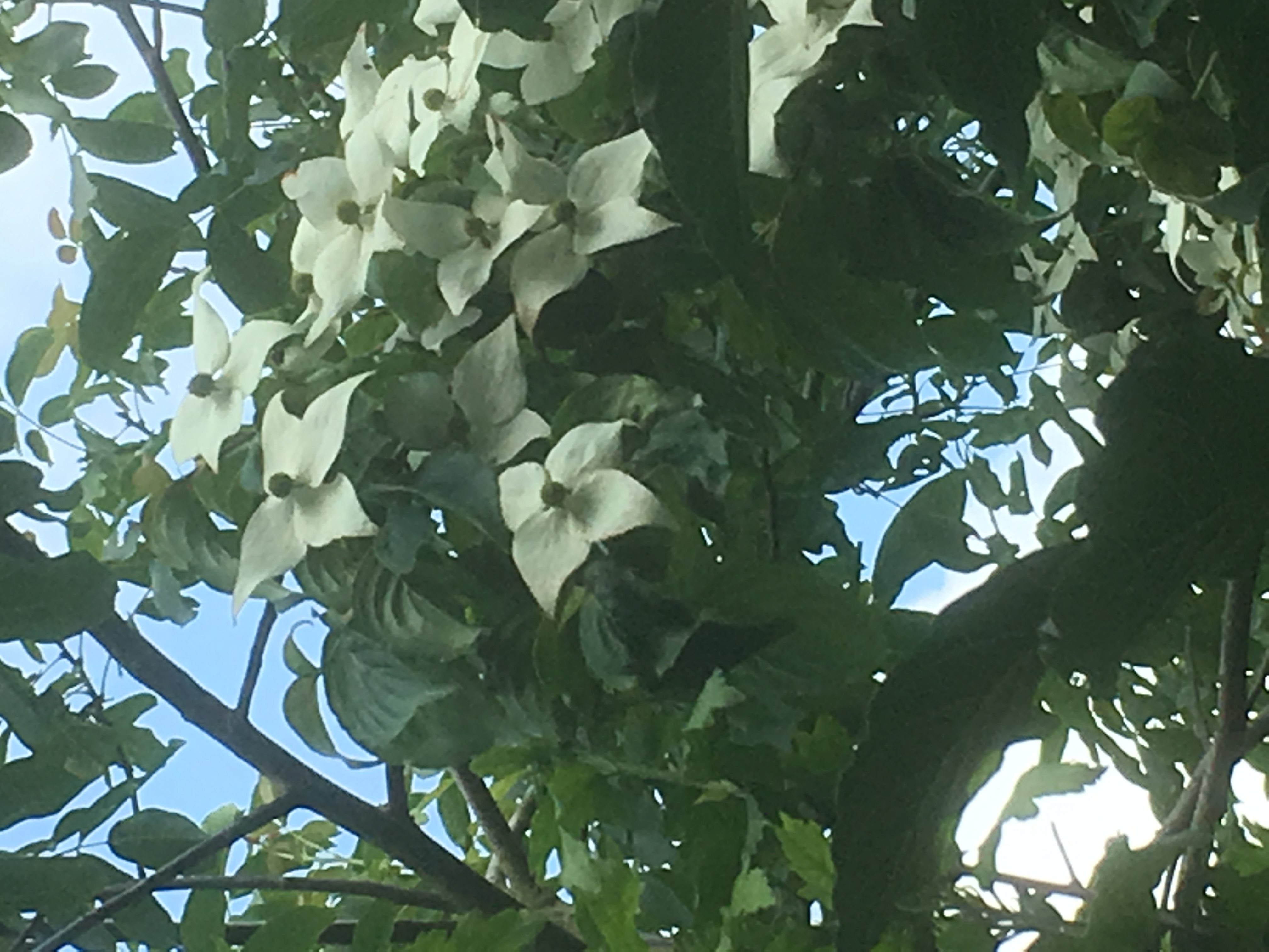 Picture for question