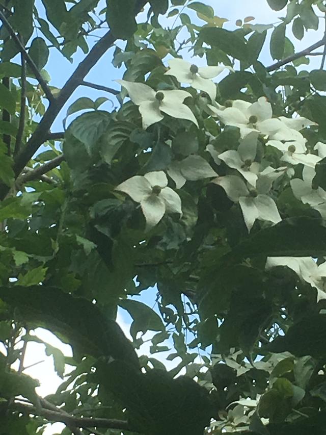 Picture for question