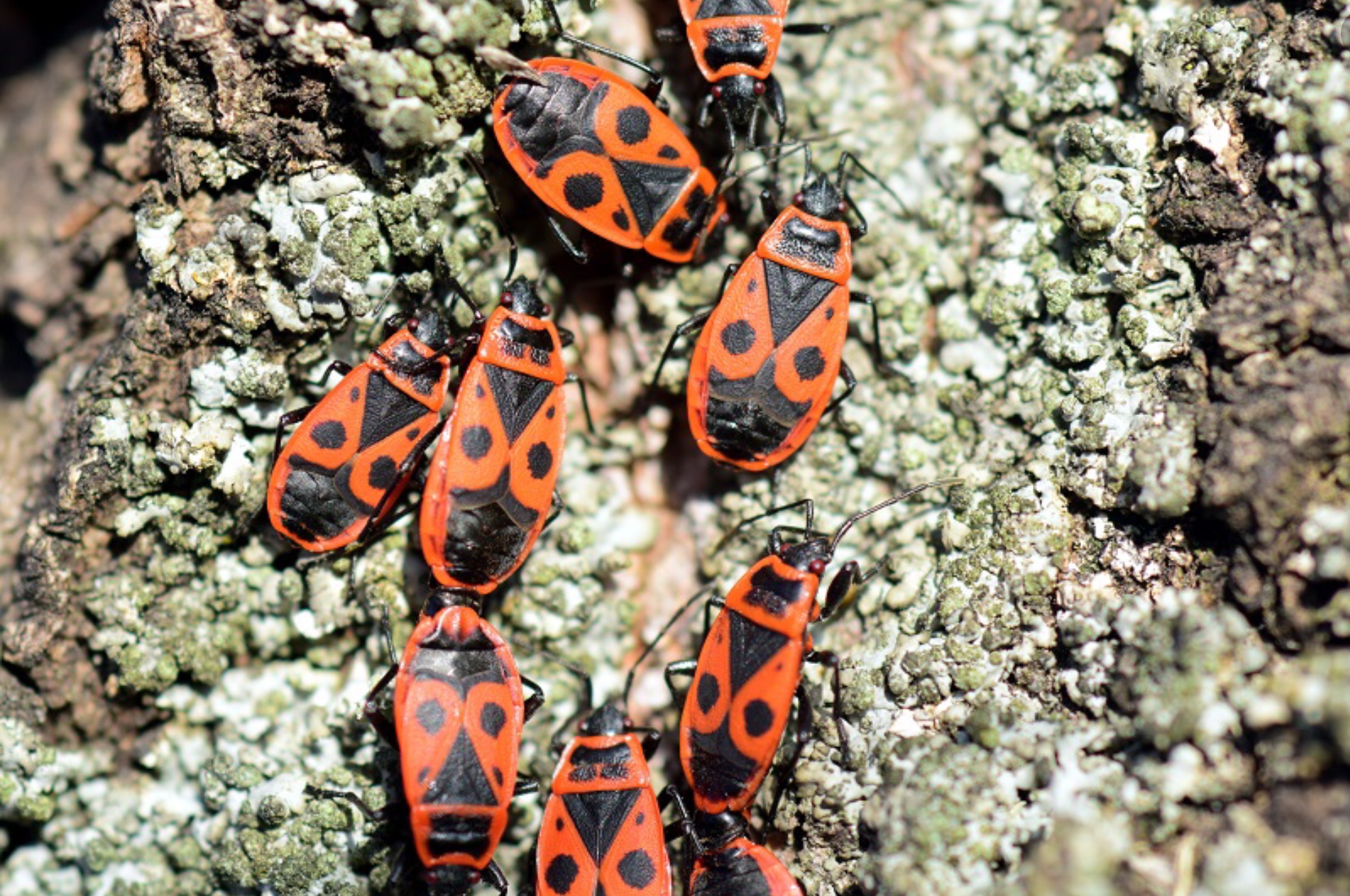 Wat zijn die vele oranje/rode kevertjes/torretjes die in mijn tuin