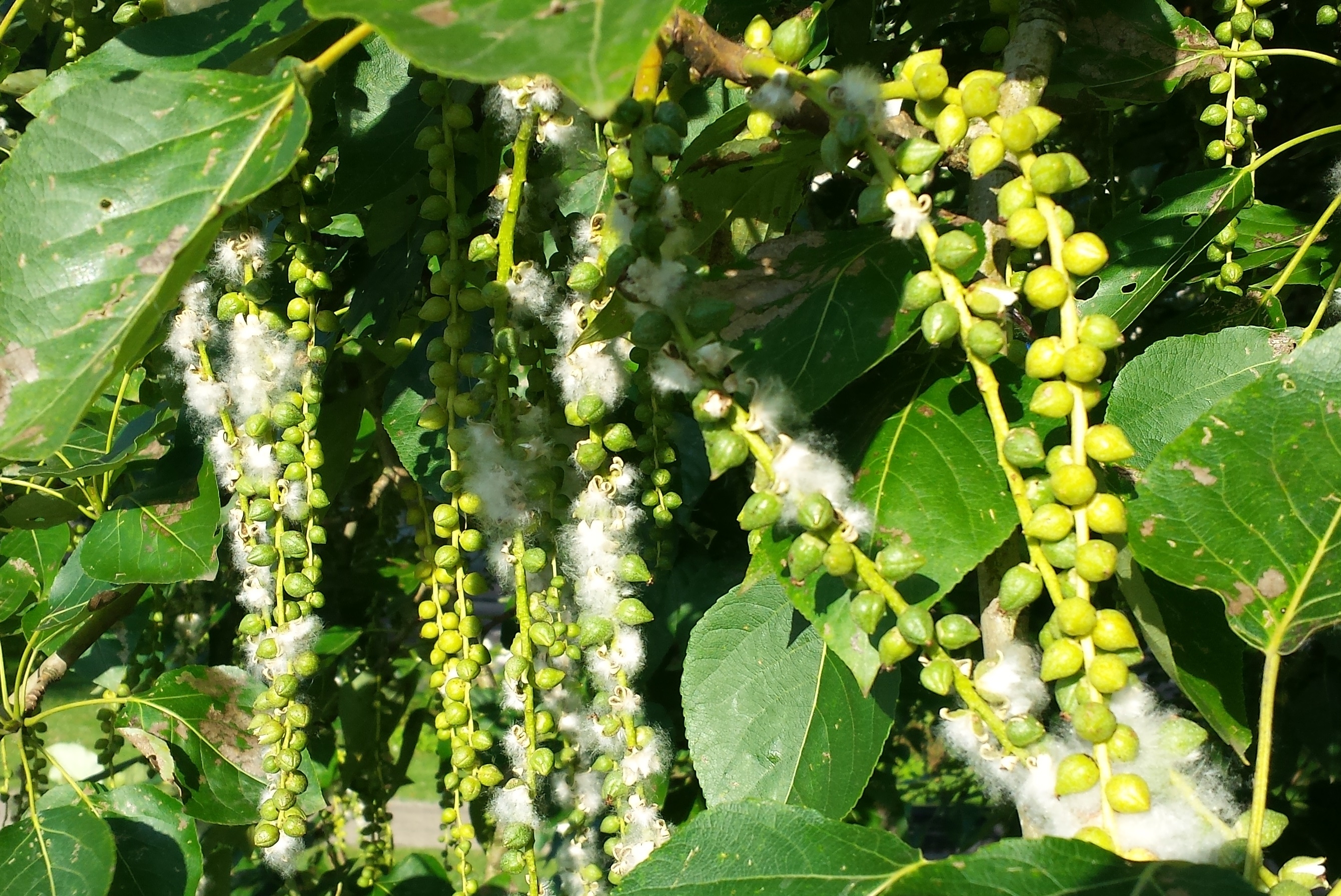 Wat voor boom is dit? - GoeieVraag