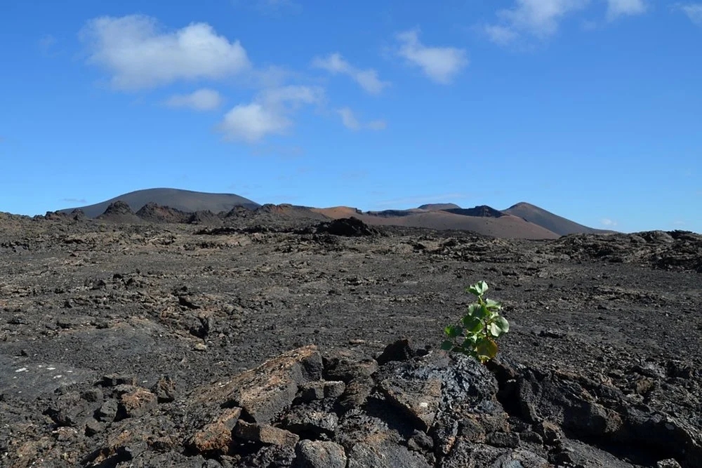 Plaatje bij antwoord