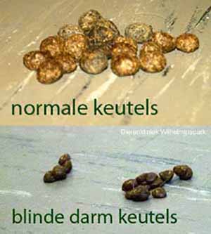 Plaatje bij antwoord