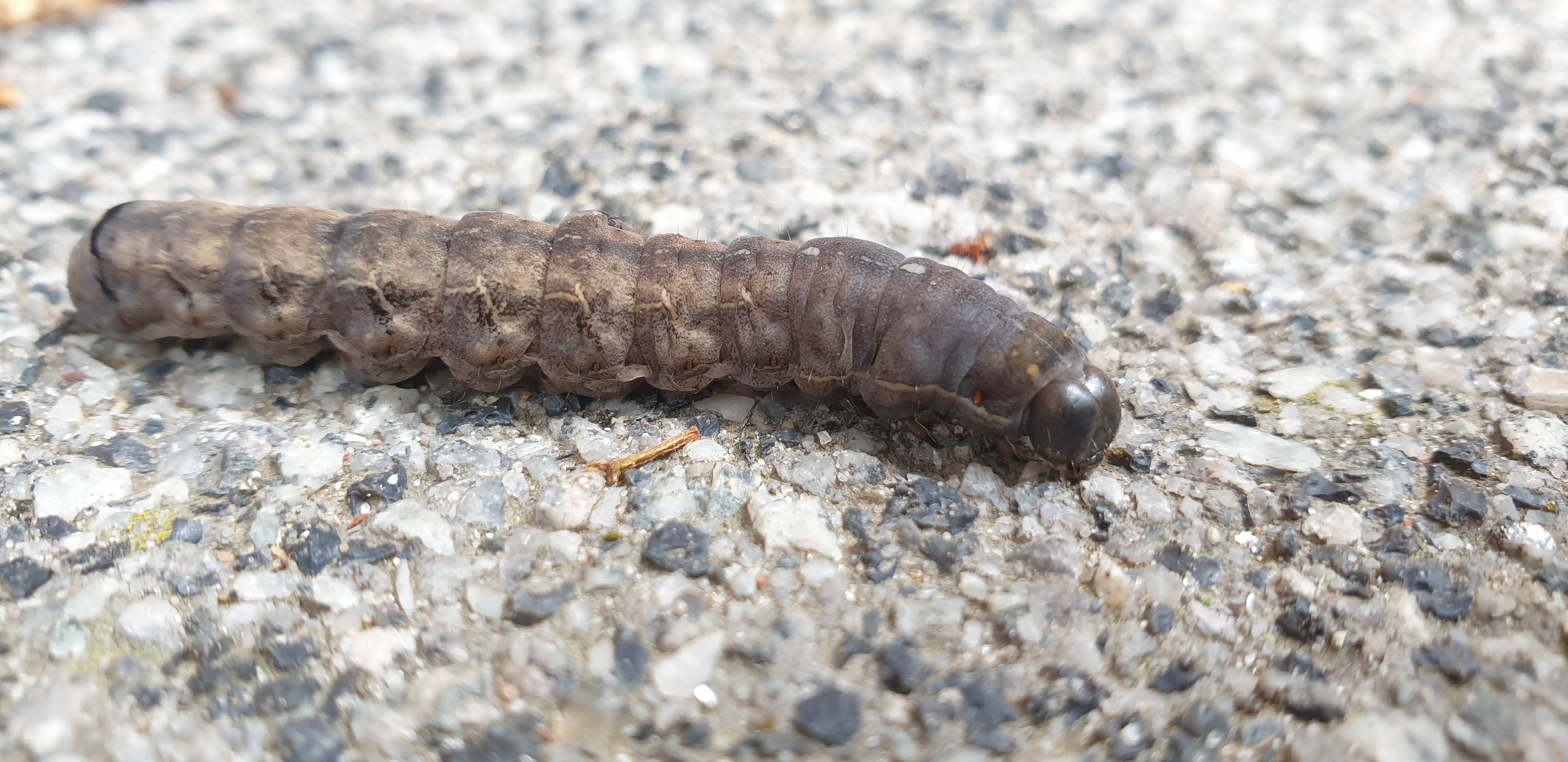 Welke rups is dit, helemaal bruin? GoeieVraag