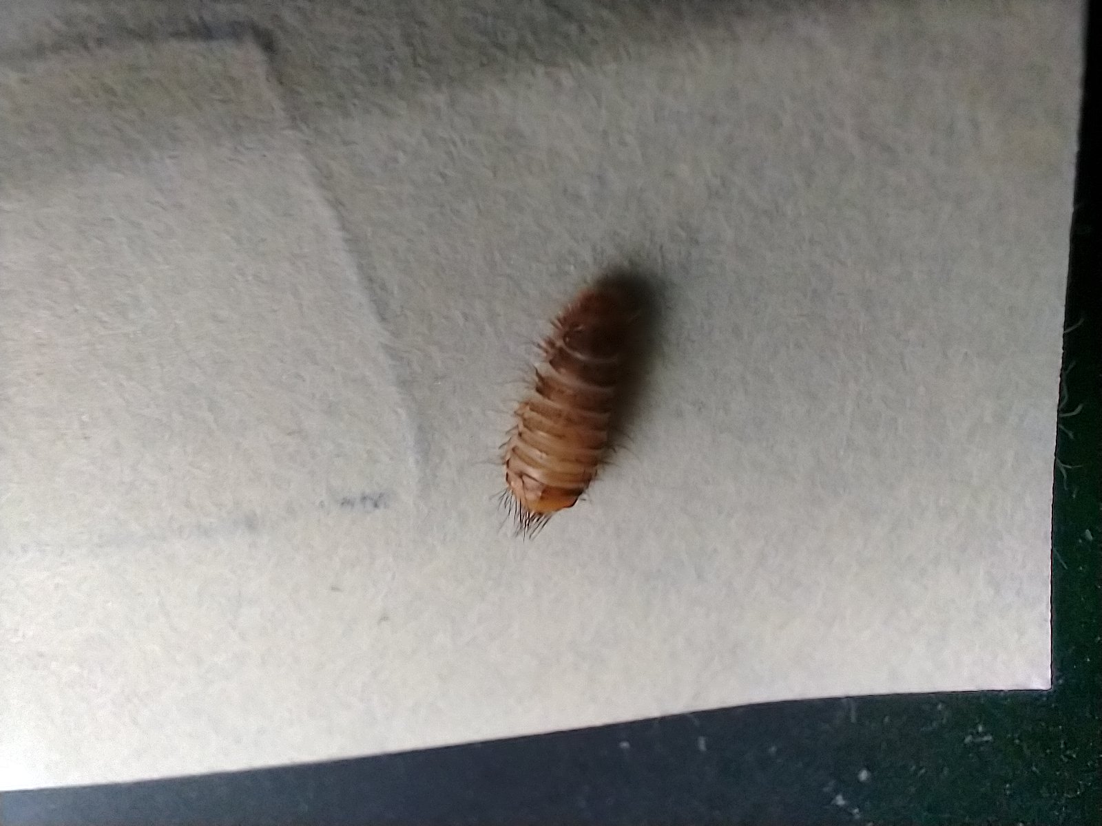 Picture for question