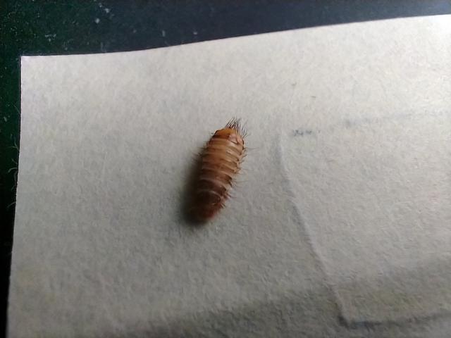 Picture for question