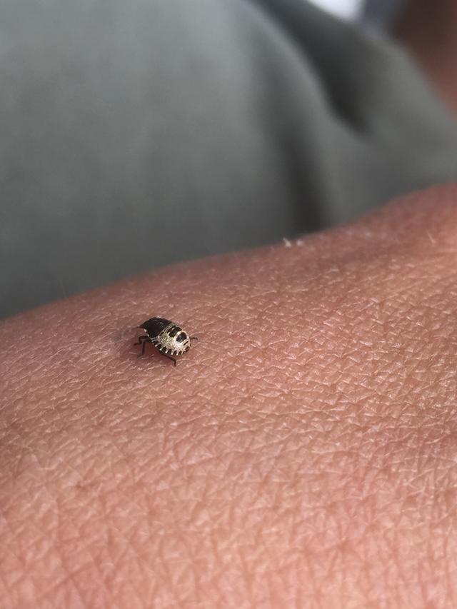 Picture for question