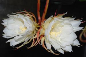 Plaatje bij antwoord