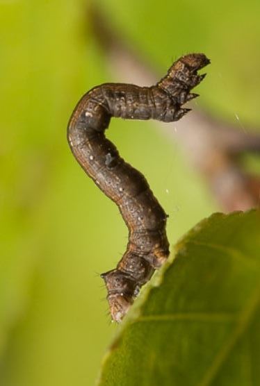 Plaatje bij antwoord