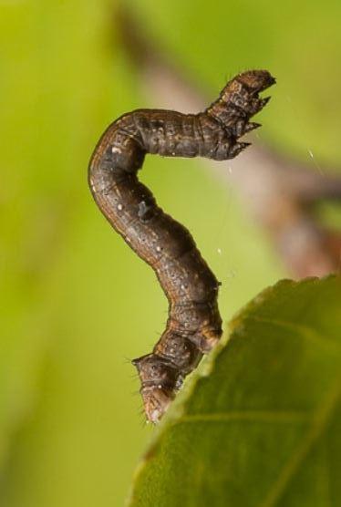 Plaatje bij antwoord