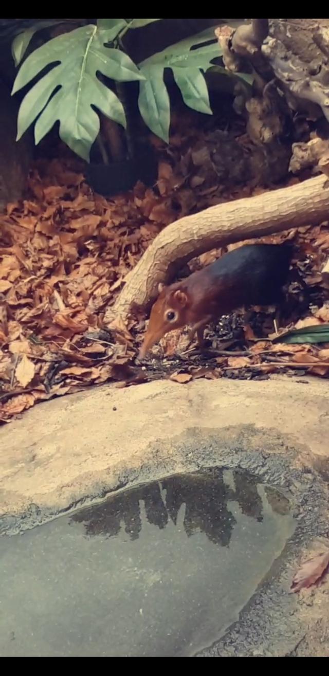 Picture for question