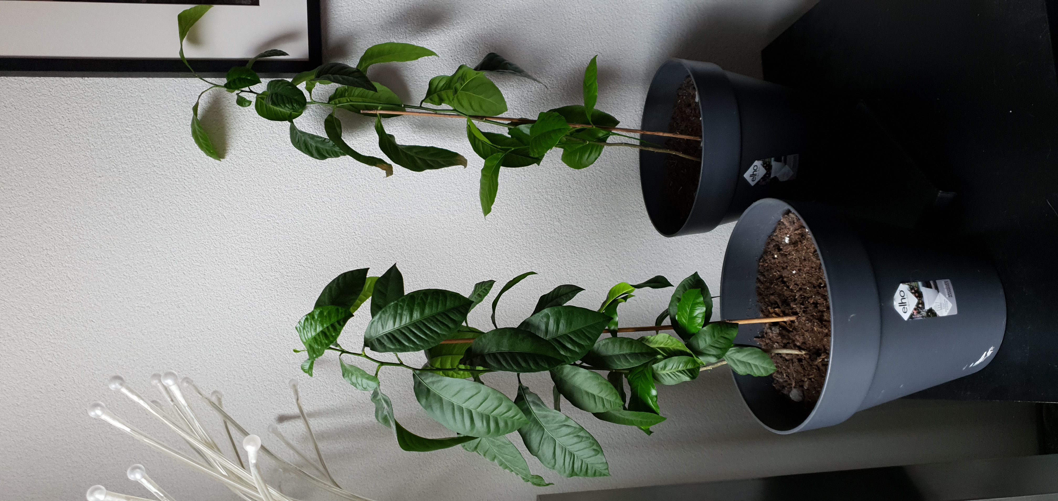 Picture for question