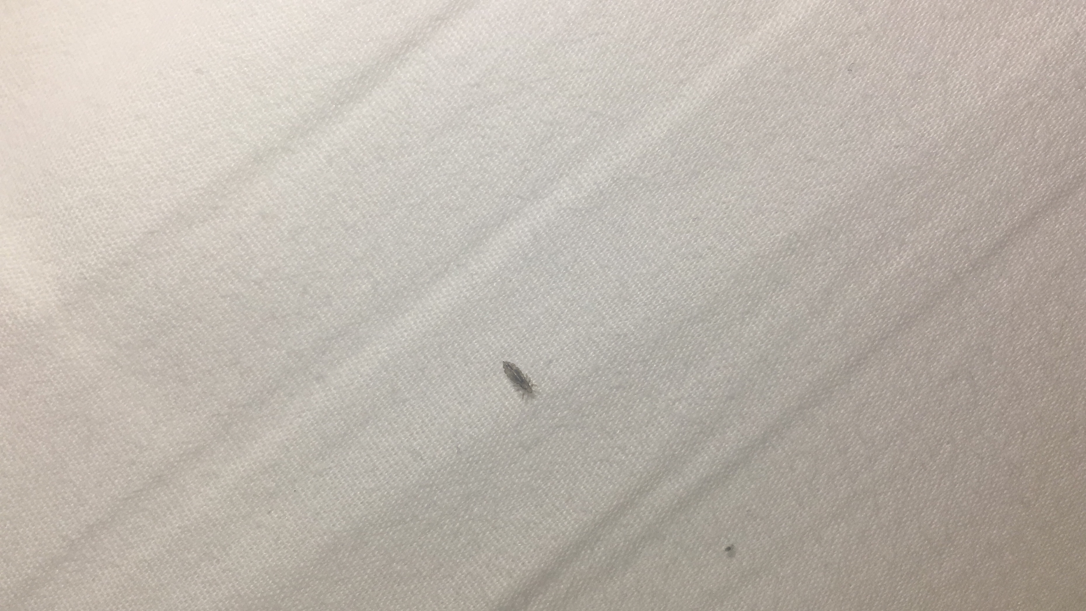 Picture for question