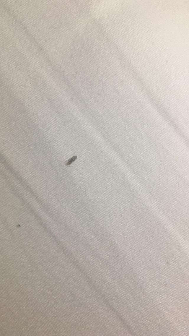 Picture for question