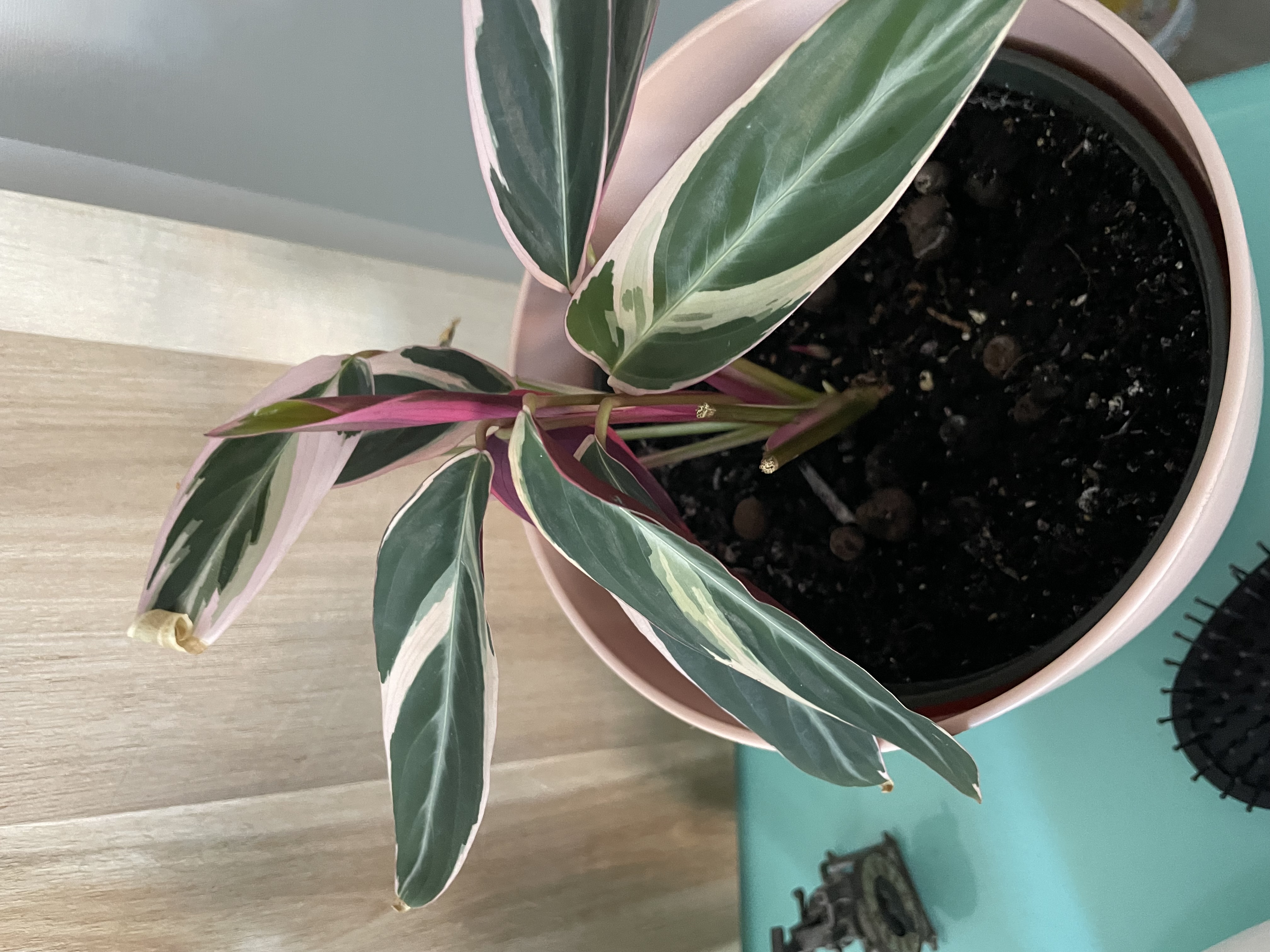 Picture for question