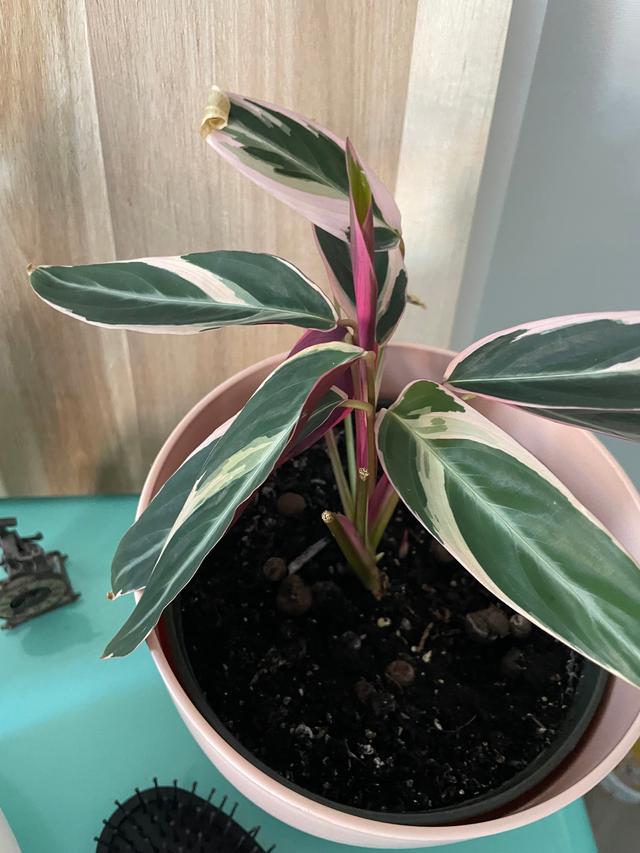 Picture for question