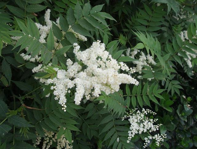 Plaatje bij antwoord