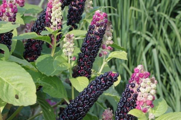 Plaatje bij antwoord