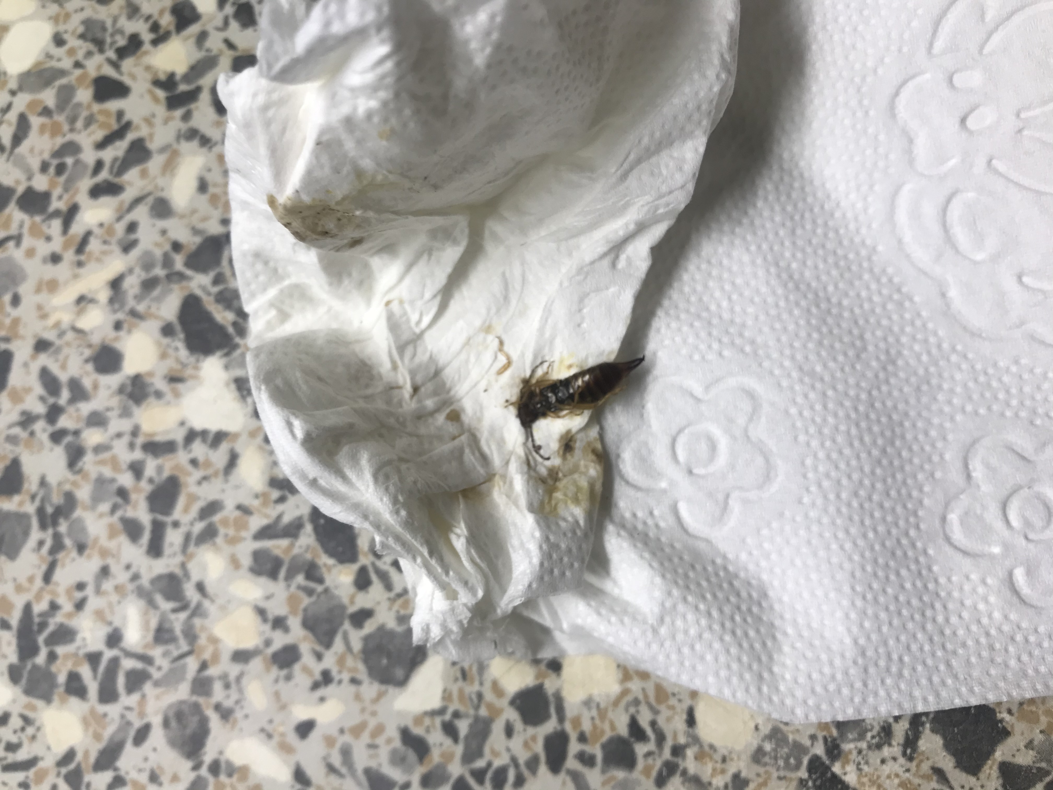 Picture for question