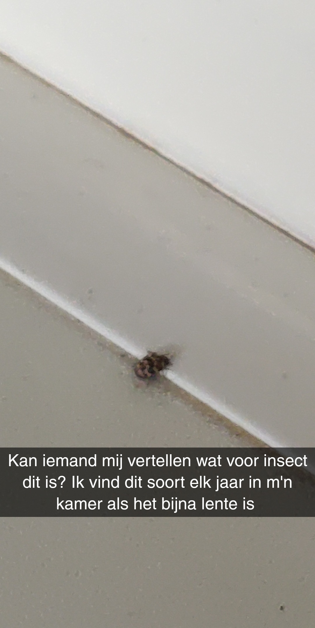 Picture for question