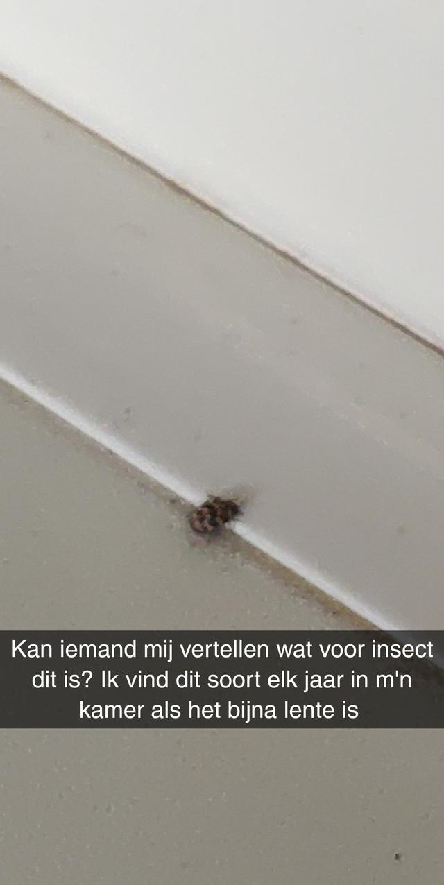 Picture for question