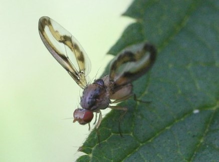 Plaatje bij antwoord