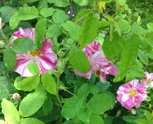 Plaatje bij antwoord