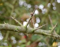 Plaatje bij antwoord