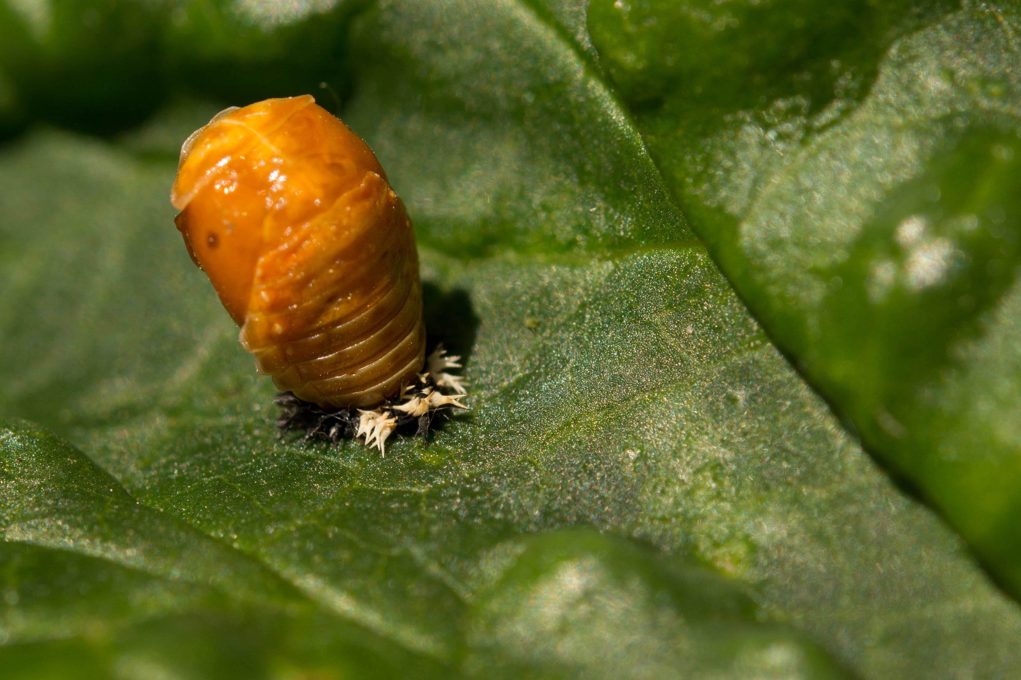 Picture for question