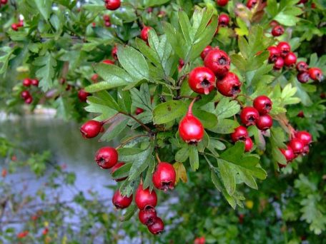 Plaatje bij antwoord