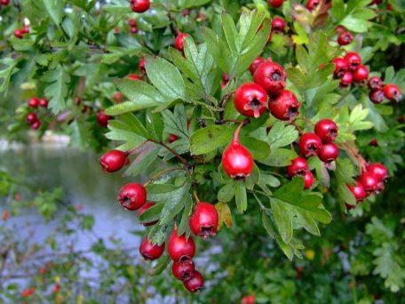 Plaatje bij antwoord