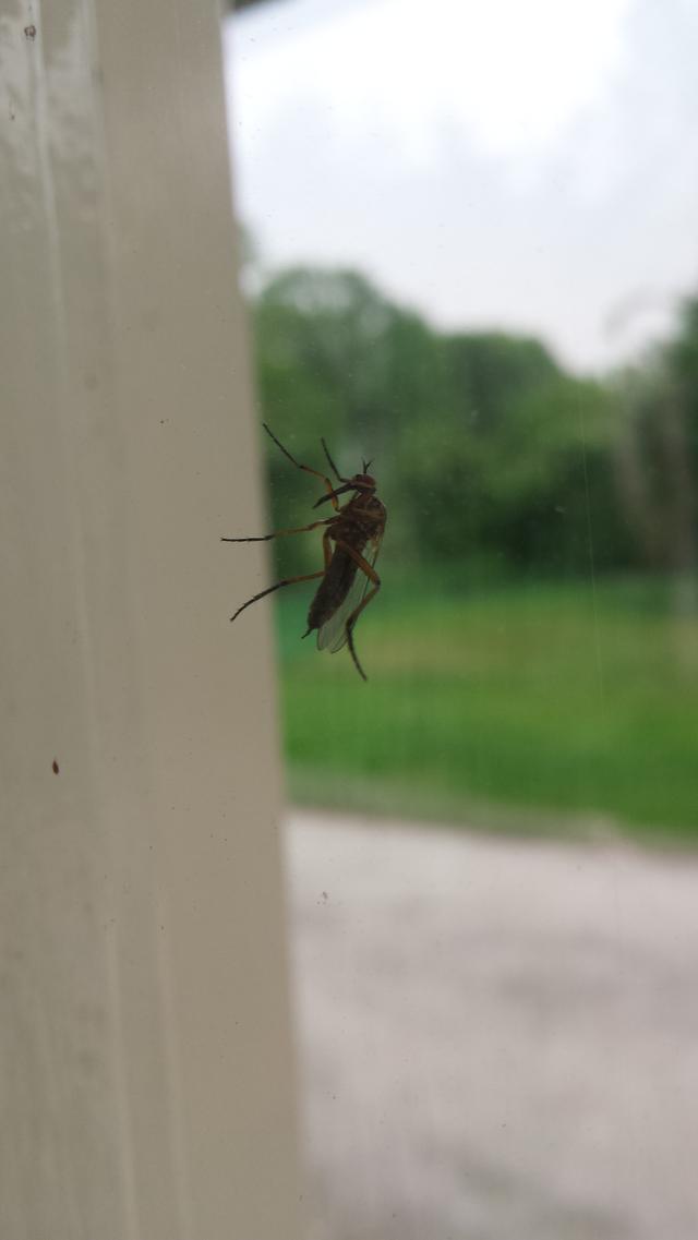 Picture for question