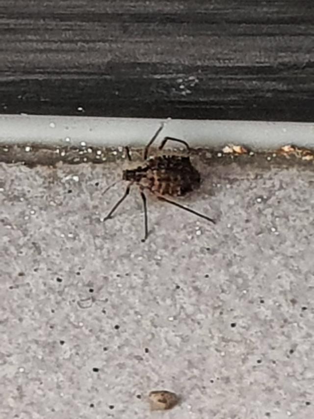 Picture for question