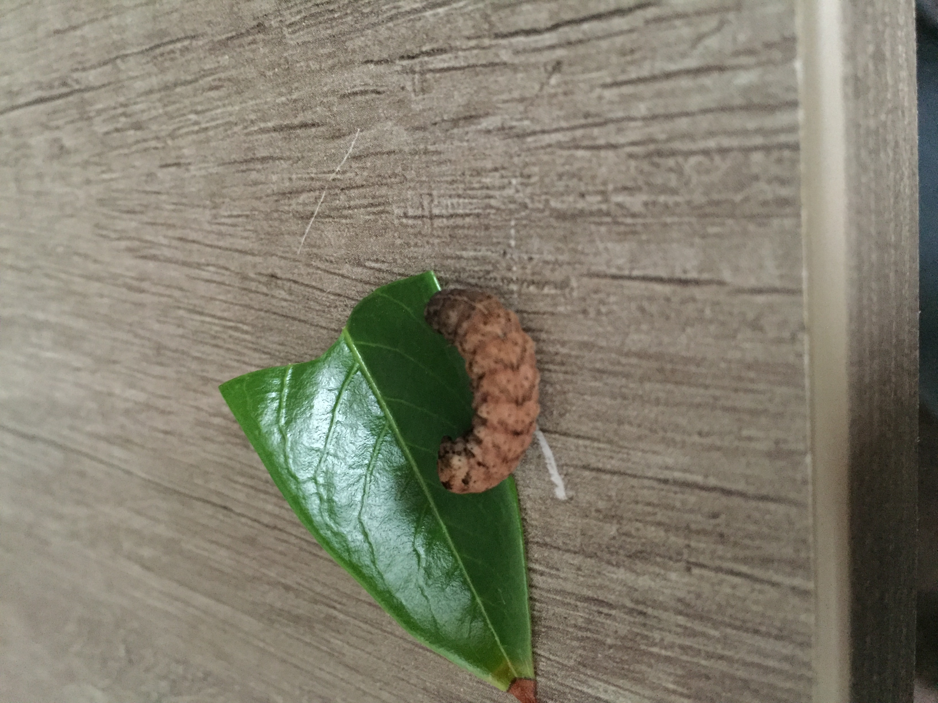 Picture for question