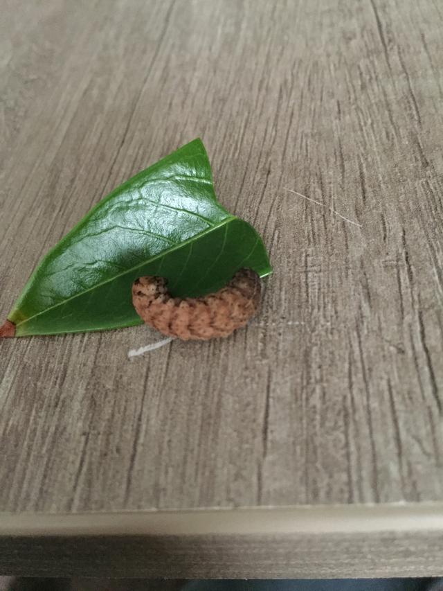 Picture for question