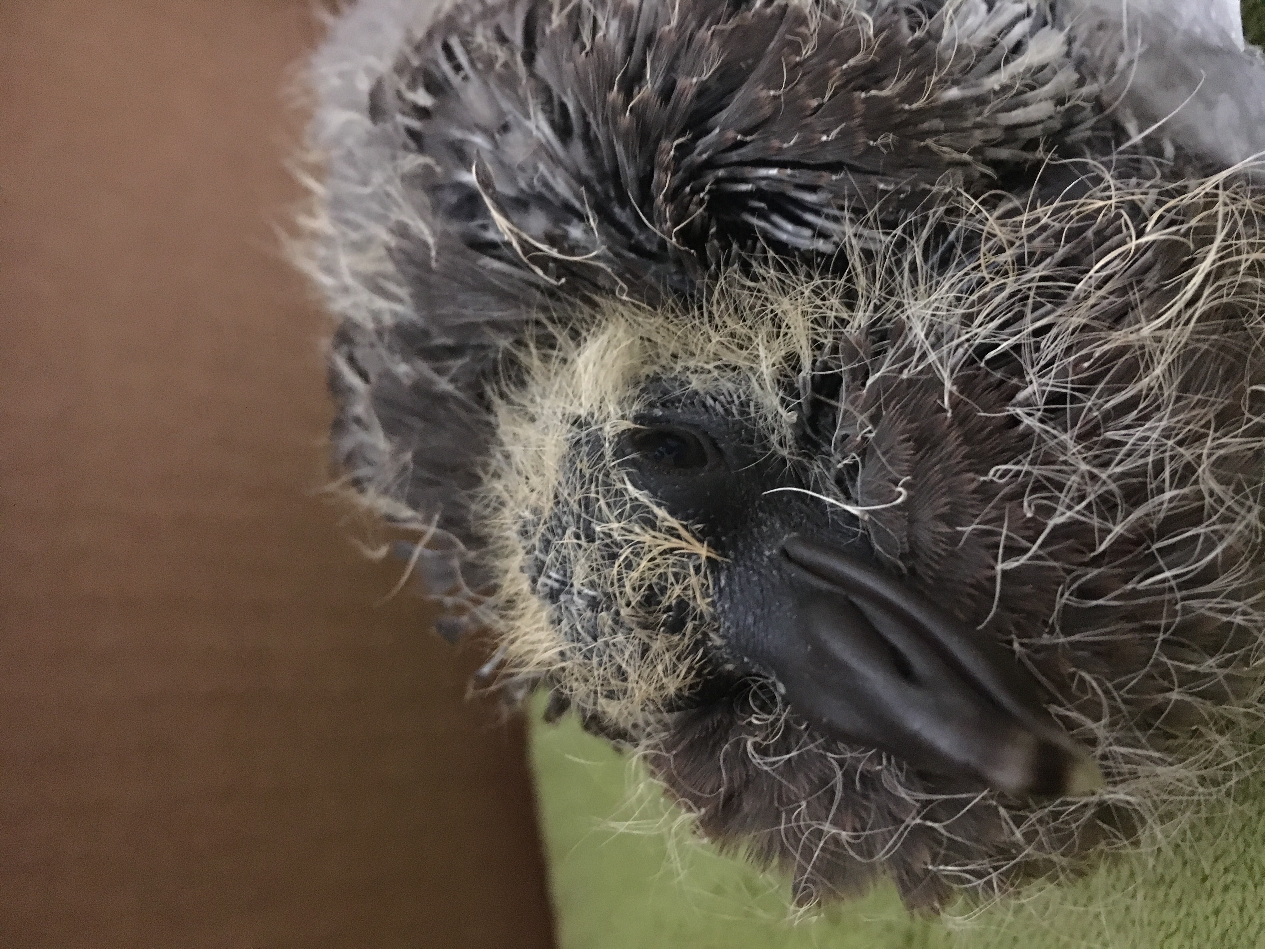 Picture for question