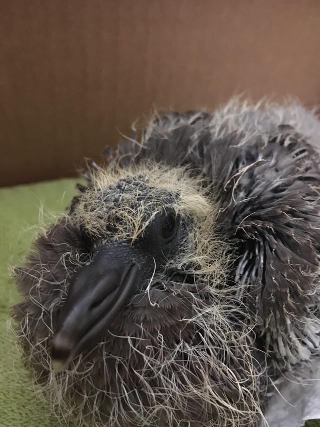 Picture for question