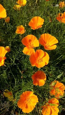 Picture for question