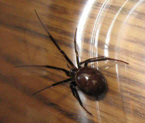 Plaatje bij antwoord