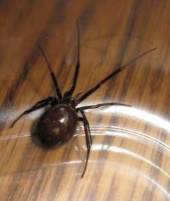 Plaatje bij antwoord