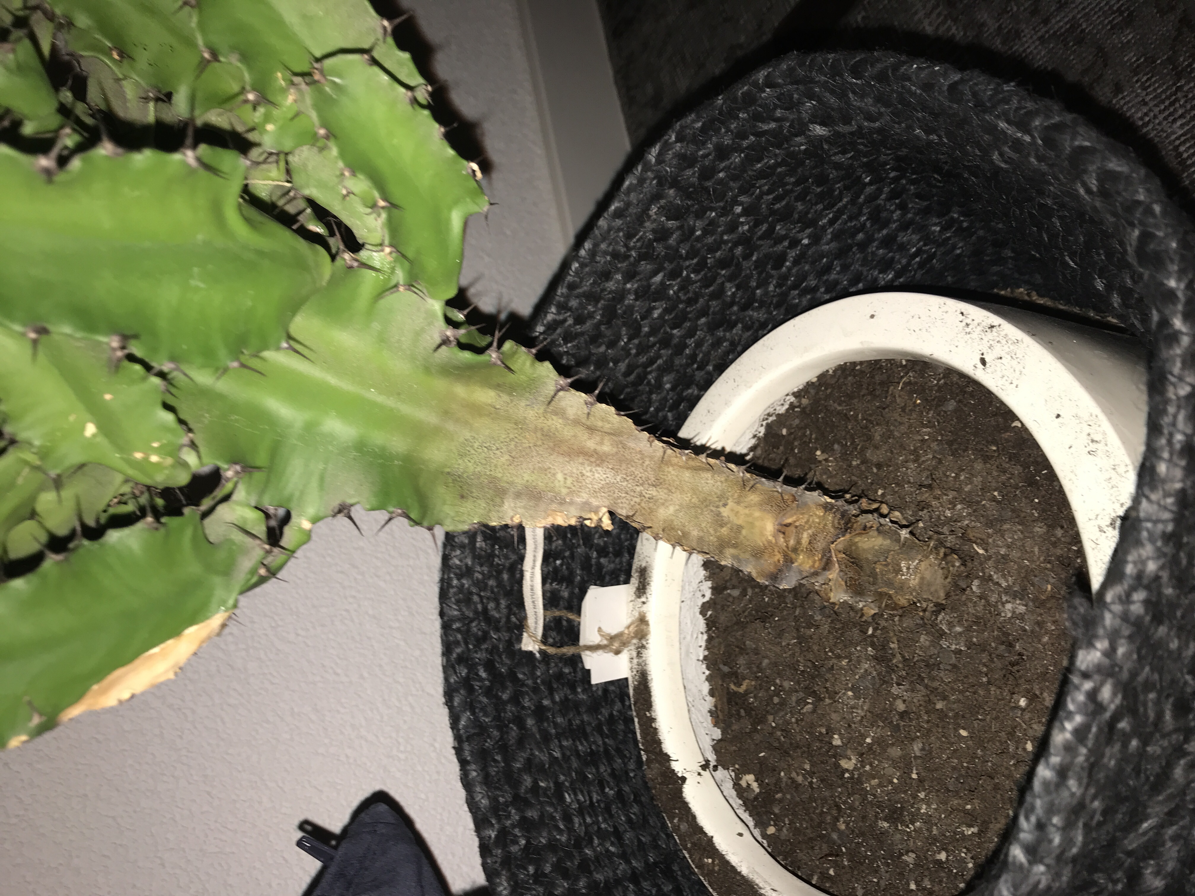 Picture for question