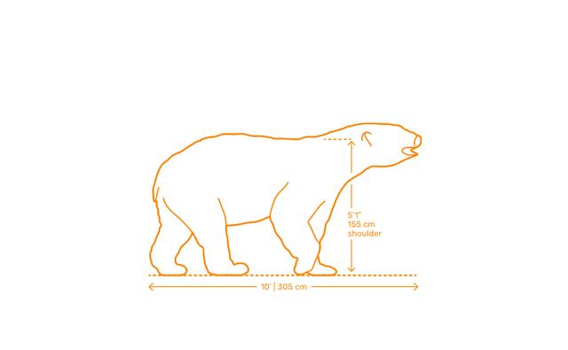 Plaatje bij antwoord