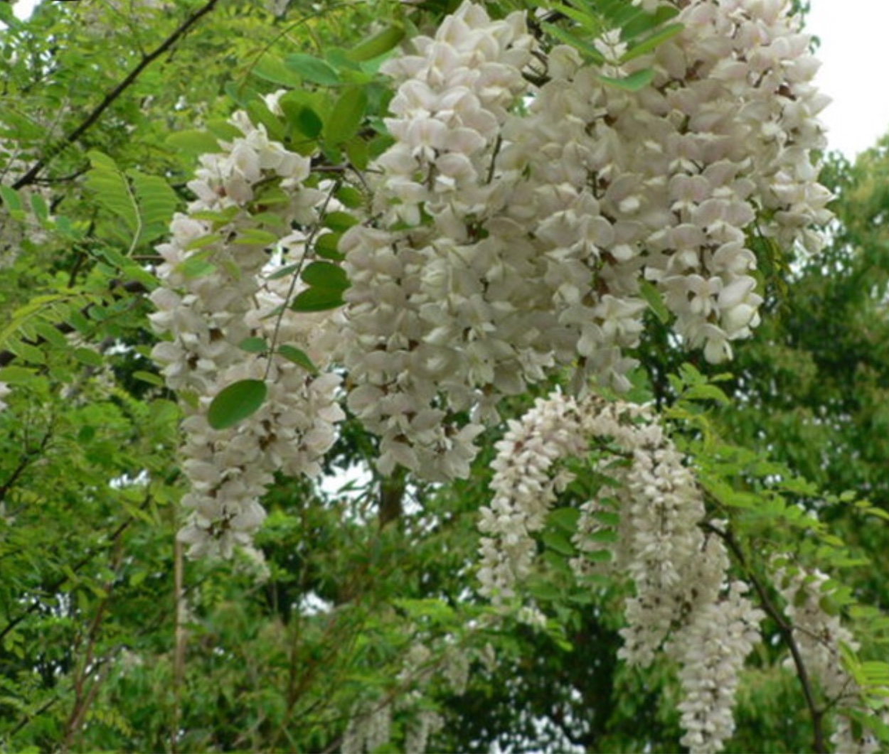 Plaatje bij antwoord