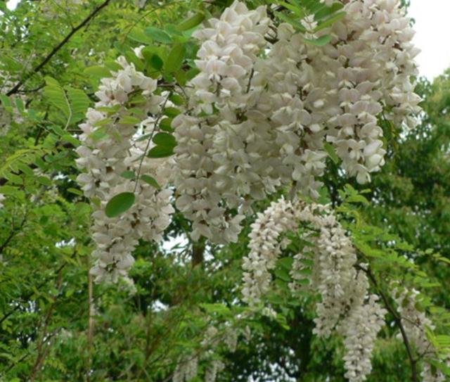 Plaatje bij antwoord