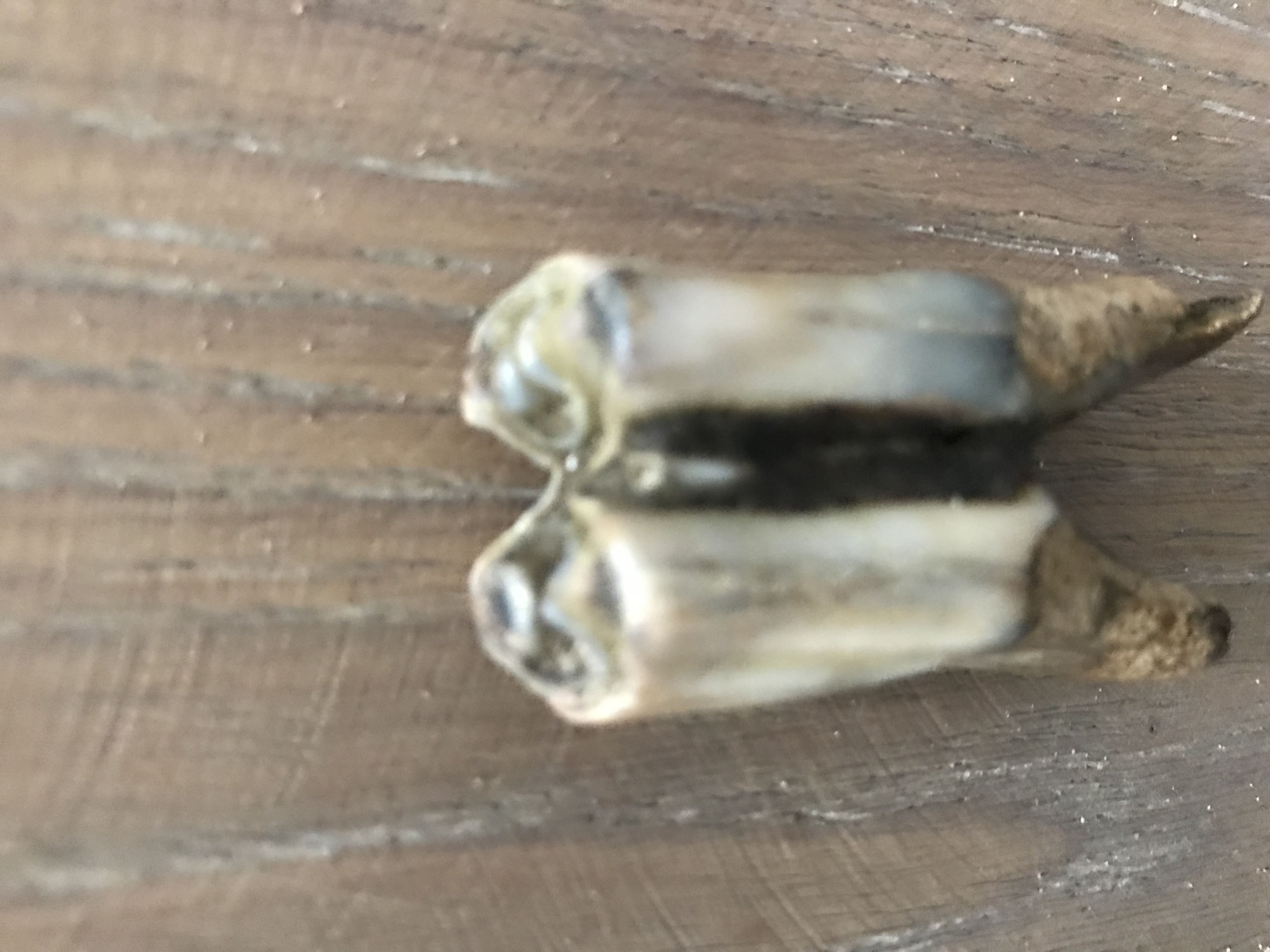 Picture for question