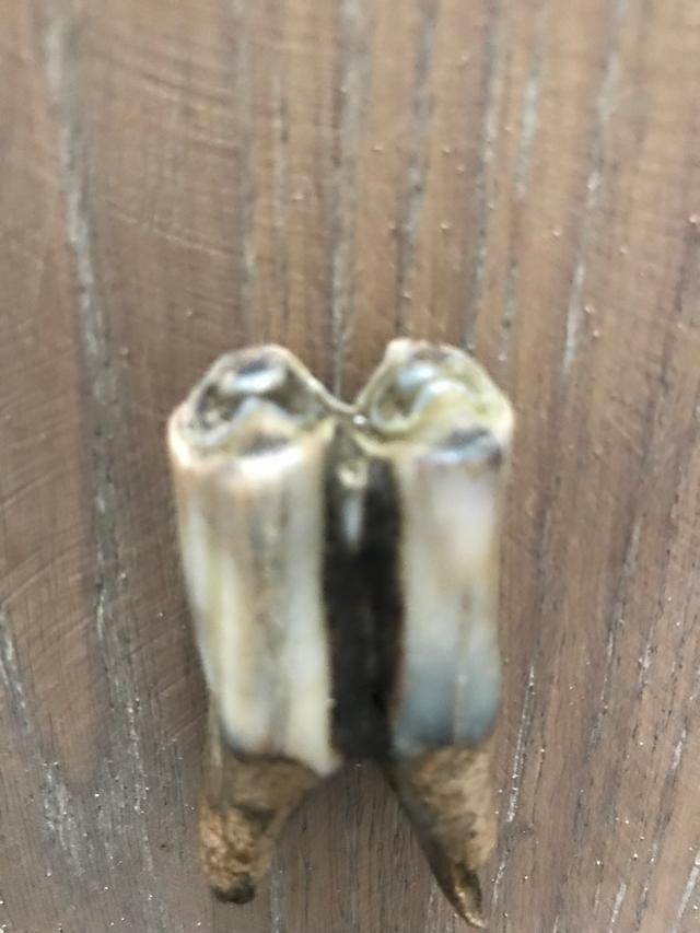 Picture for question