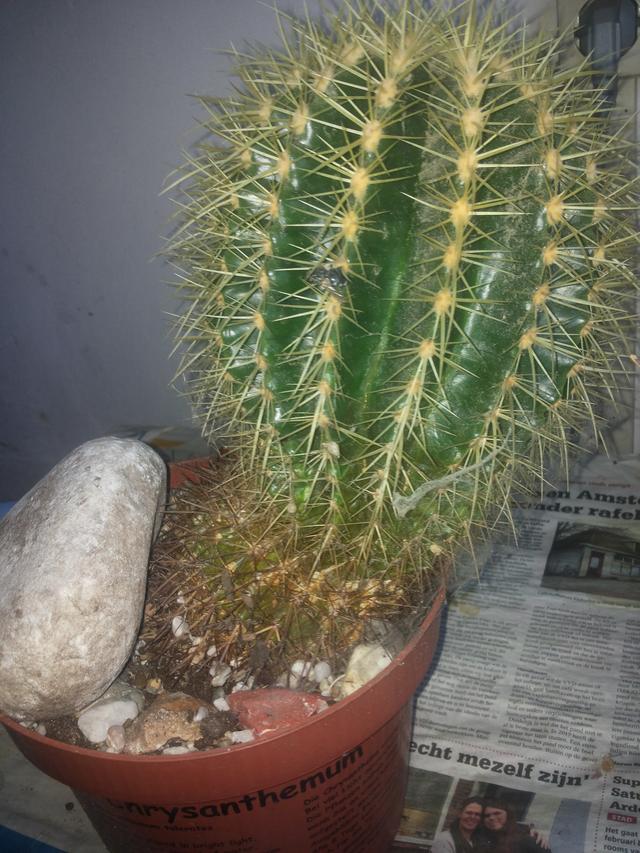 Picture for question