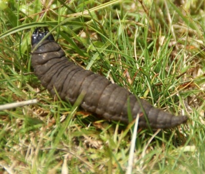 Plaatje bij antwoord