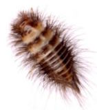 Plaatje bij antwoord