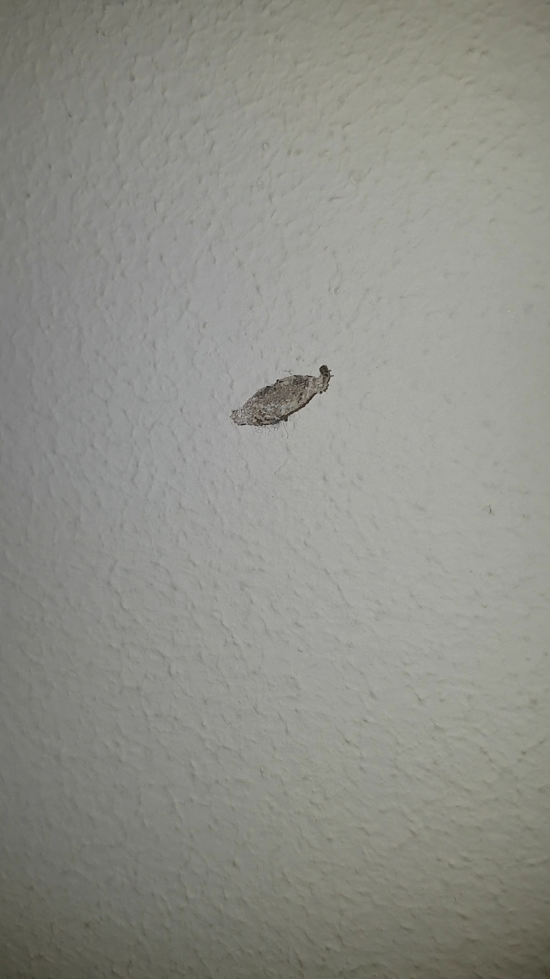 Picture for question