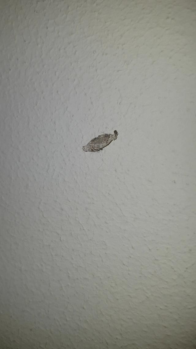 Picture for question